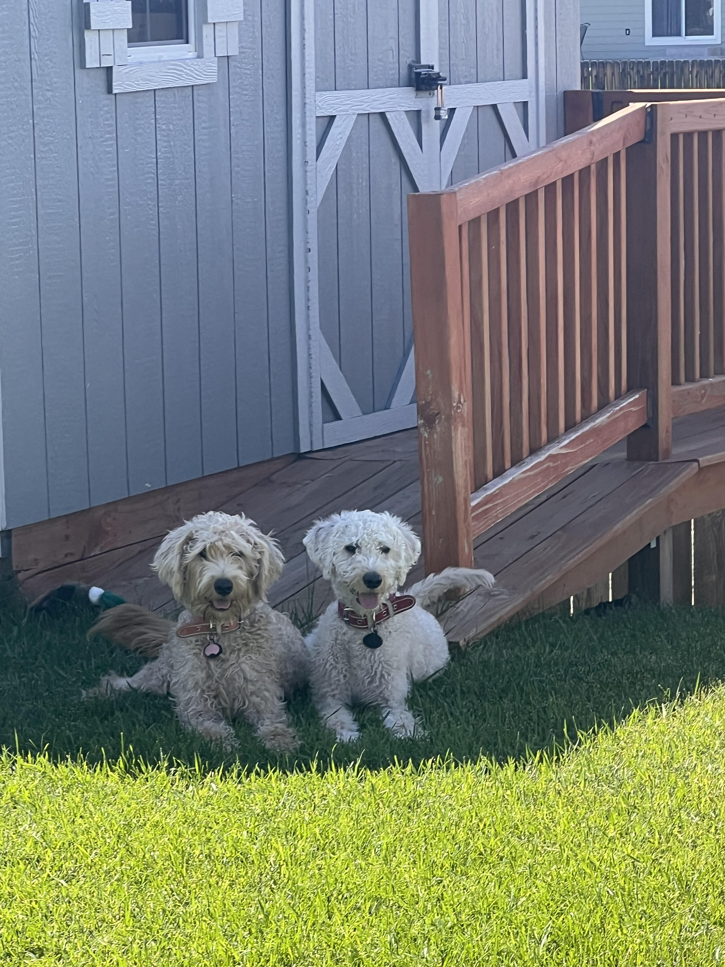 Two blonde doodles sitting in grass in front of a shed.